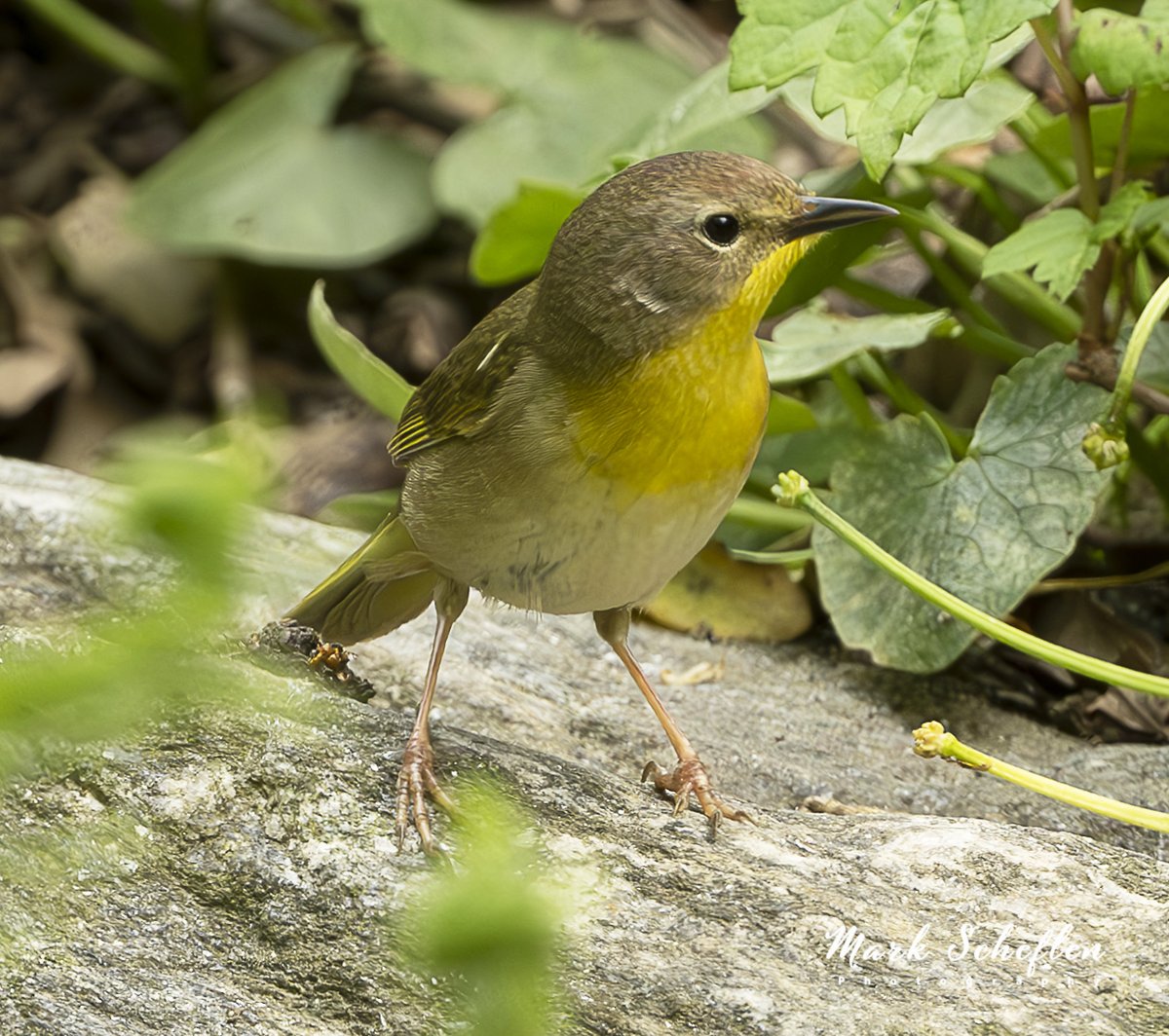 Common Female Yellowthroat, Central Park, NYC #birdsphotograhy #birdwatching #naturelovers #TwitterNatureCommunity #birdcpp #birdsofinstagram #warblers #warblersofinstagram #centralpark #centralparknyc