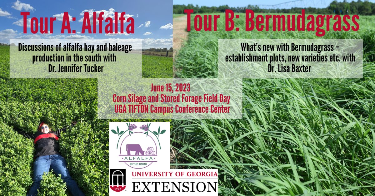 Don't think Alfalfa will grow in the South?  Wondering what's new with Bermudagrass?  Here's your chance to see it in person!  Two Tours offered @ 2023 Corn Silage and Stored Forage Field Day - UGA Tifton Campus Conference Center June 15! Register at: tiny.cc/23CSSF