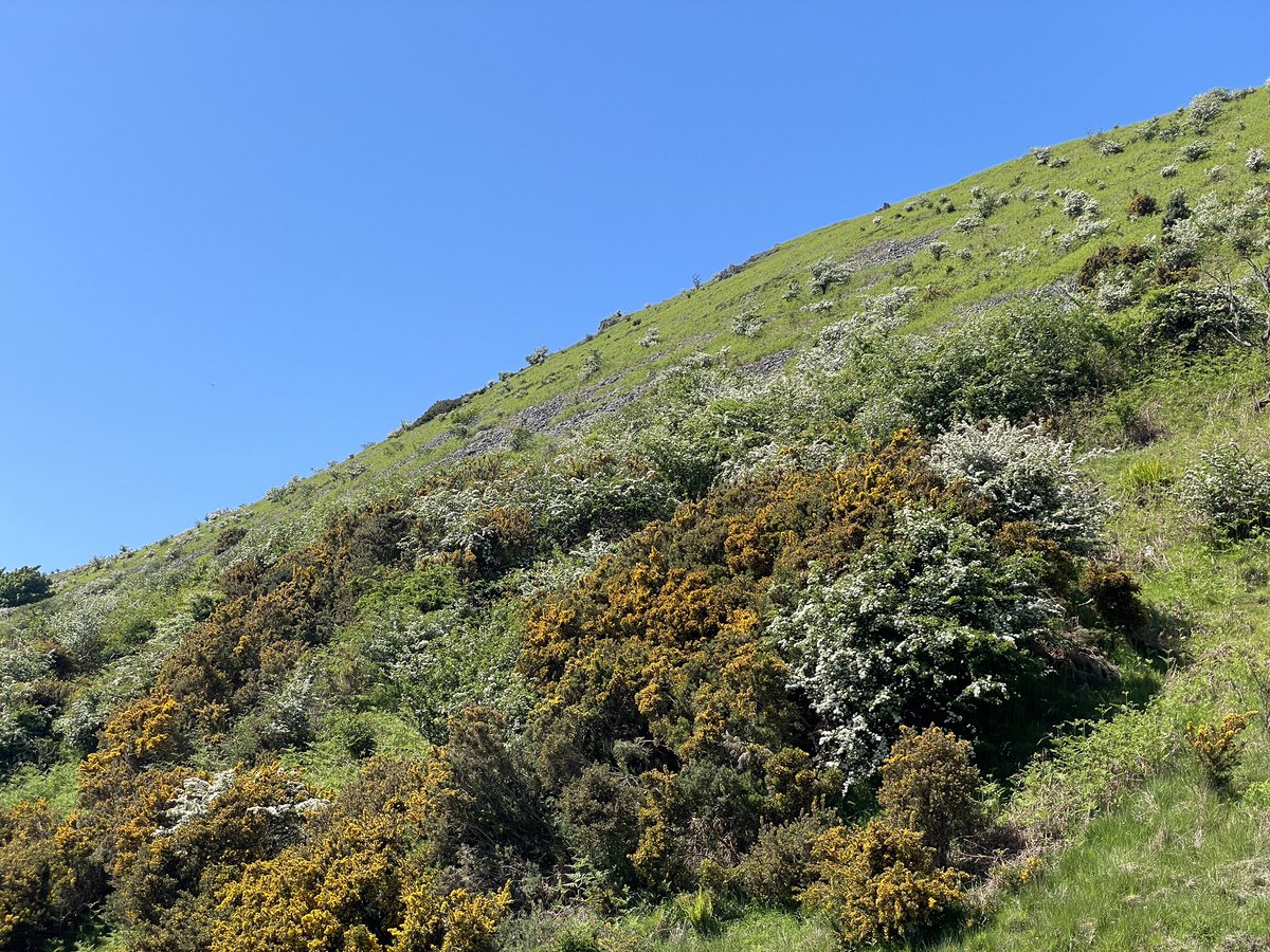 A very dry round of Scald Hill, The Cheviot, Cairn Hill, Comb Fell and Hedgehope Hill

#cheviothills #northumberland #northumberlandnationalpark #getoutside