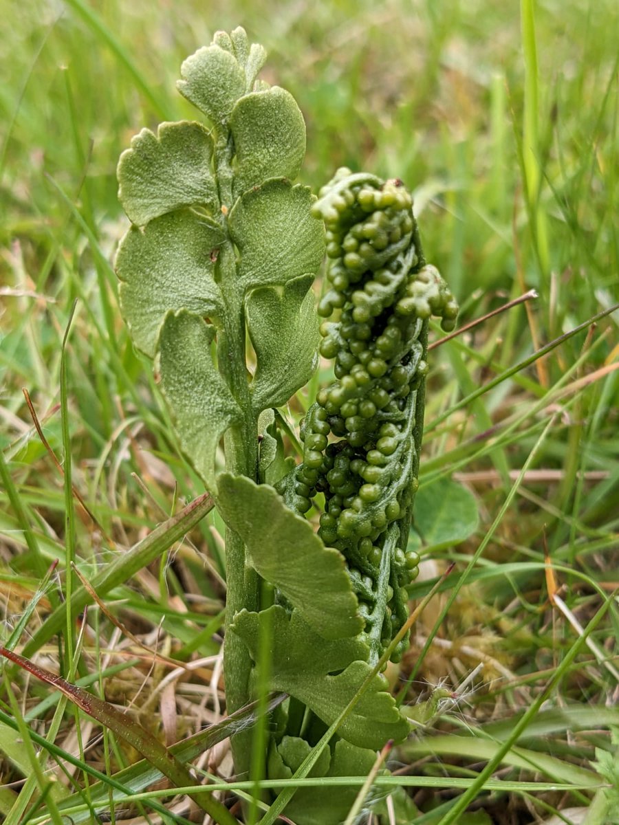 Have you ever seen a plant like this before? 🧐 This is Moonwort, which is a type of fern. It is incredibly rare and hasn't been recorded in Calderdale since the 80s. Our team spotted this in our ancient grasslands. Find out more about #moonwort; neyedc.org.uk/100-species/20…
