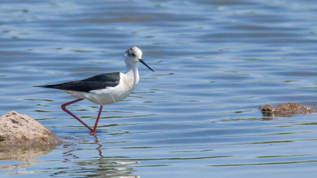 Chulavista21's tweet photo. The #Black_Winged_Stilt still on the #Rushy around lunchtime today @waderquest #GlosBirds https://t.co/saNYgLW4tT