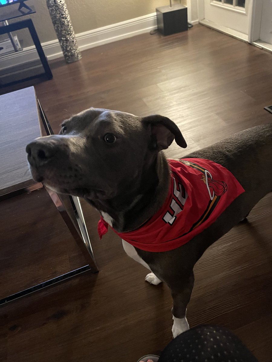 jane ferris (@iluvinspireu) on Twitter photo What an Awesome Game last night 🏀👏👏🐾🐾 <a href="/MiamiHEAT/">Miami HEAT</a> WON! Congratulations HEAT 👏👏YOUR GOING to the FINALS 🩷🩷🩷🩷 #ZenaThe Puppy was excited HEAT WON too!! #Pots&Pans make some noise!!!🎉🎉🎉🎉 What an Awesome Game last night 🏀👏👏🐾🐾 <a href="/MiamiHEAT/">Miami HEAT</a> WON! Congratulations HEAT 👏👏YOUR GOING to the FINALS 🩷🩷🩷🩷 #ZenaThe Puppy was excited HEAT WON too!! #Pots&Pans make some noise!!!🎉🎉🎉🎉