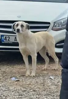 elalem ikinci kez partnerlik yaşıyor ben de bu köpek gibi baka kalıyorum