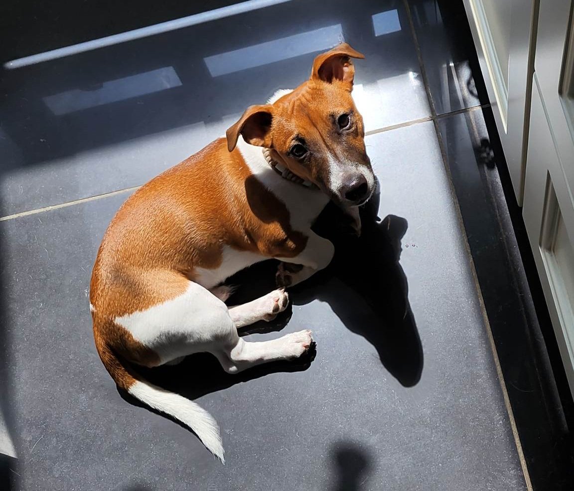 comfortingchaos's tweet photo. Dag vriendjes
Aangezien ik binnenkort in opname ga, zoek ik nog een opvanggezin voor mijn pups Billie en Jef, bij voorkeur regio Gent. In het weekend mag ik naar huis, dus dan zullen ze bij mij zijn. Kunnen jullie dit aub delen? Ik kan ze niet thuis laten door mijn thuissituatie. https://t.co/8daH1Ycs3U