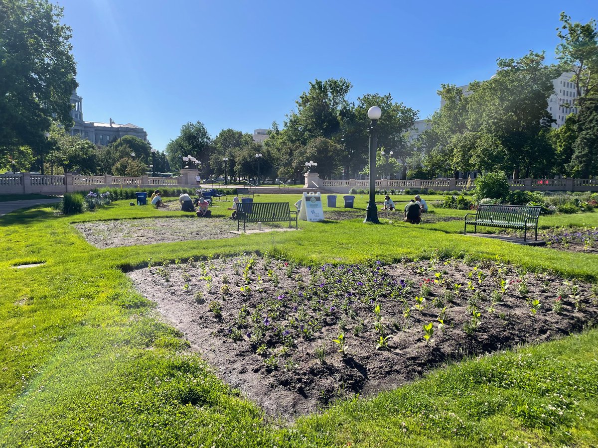 Just another beautiful Tuesday morning for Civic Center SPARKLES, maintaining the flower beds today with a team from @denverlibrary civiccenterpark.org/events/sparkle…