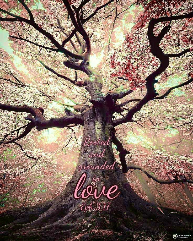 sprec61551's tweet photo. Ephesians 3:17
That Christ may dwell in your hearts by faith; that ye, being rooted and grounded in love. https://t.co/riF4xzfn81