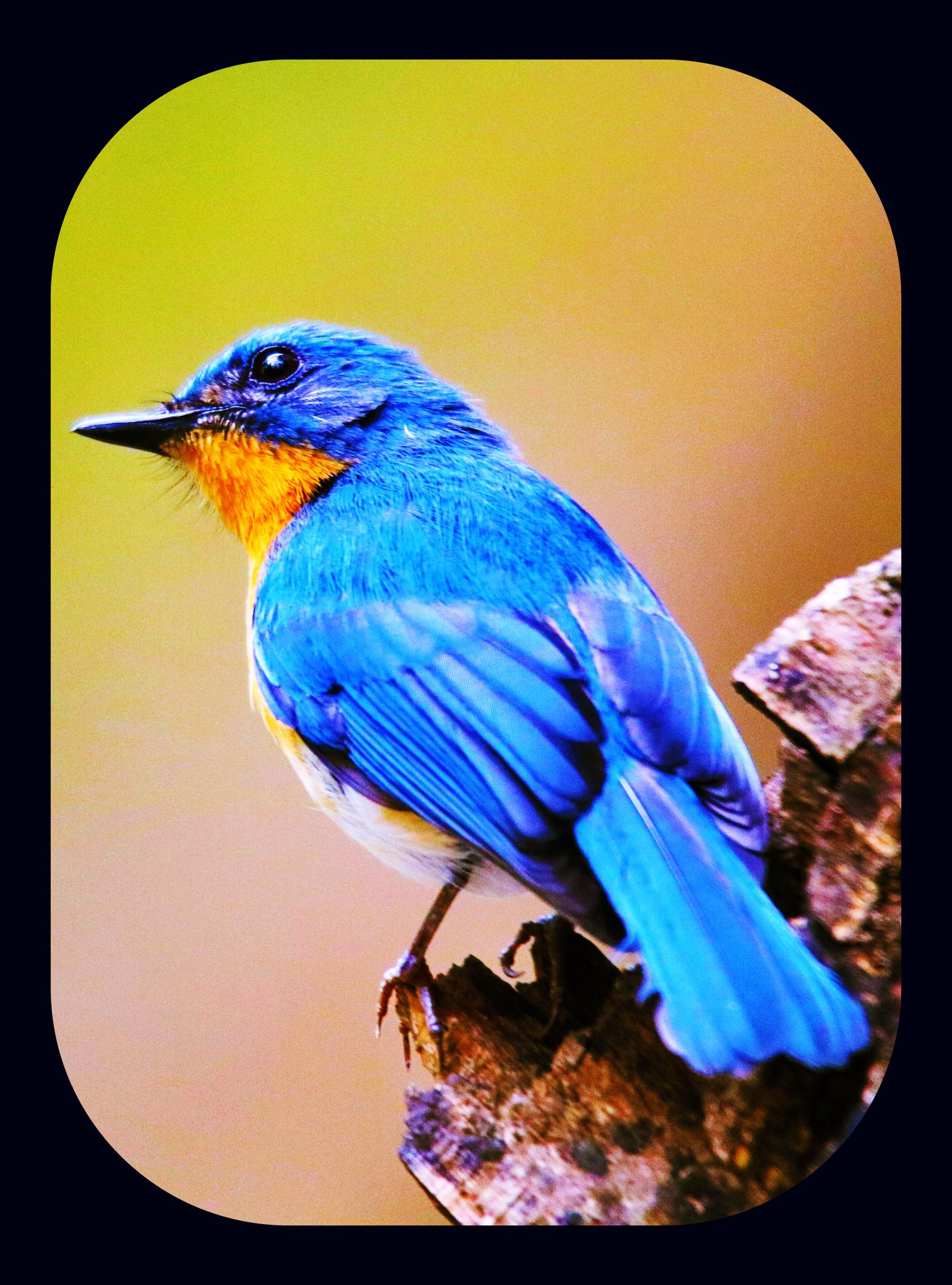 avionne-she-her-on-twitter-good-morning-writingcommunity-let