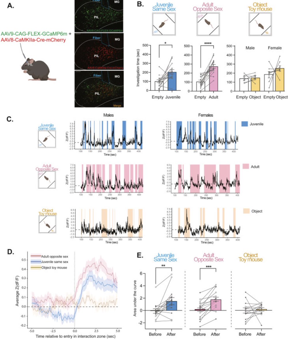 Hala Harony-Nicolas (@haronylab) on Twitter photo Congrats Dr. Leithead @aleithead7 on your PhD Graduation💐& your recent publication in <a href="/BiologicalPsyc1/">Biological Psychiatry</a>, showing PIL neurons respond to social stimuli & may regulate encoding of social information to facilitate social recognition🧠biologicalpsychiatryjournal.com/article/S0006-…
So proud of you😍👏!! Congrats Dr. Leithead @aleithead7 on your PhD Graduation💐& your recent publication in <a href="/BiologicalPsyc1/">Biological Psychiatry</a>, showing PIL neurons respond to social stimuli & may regulate encoding of social information to facilitate social recognition🧠biologicalpsychiatryjournal.com/article/S0006-…
So proud of you😍👏!!