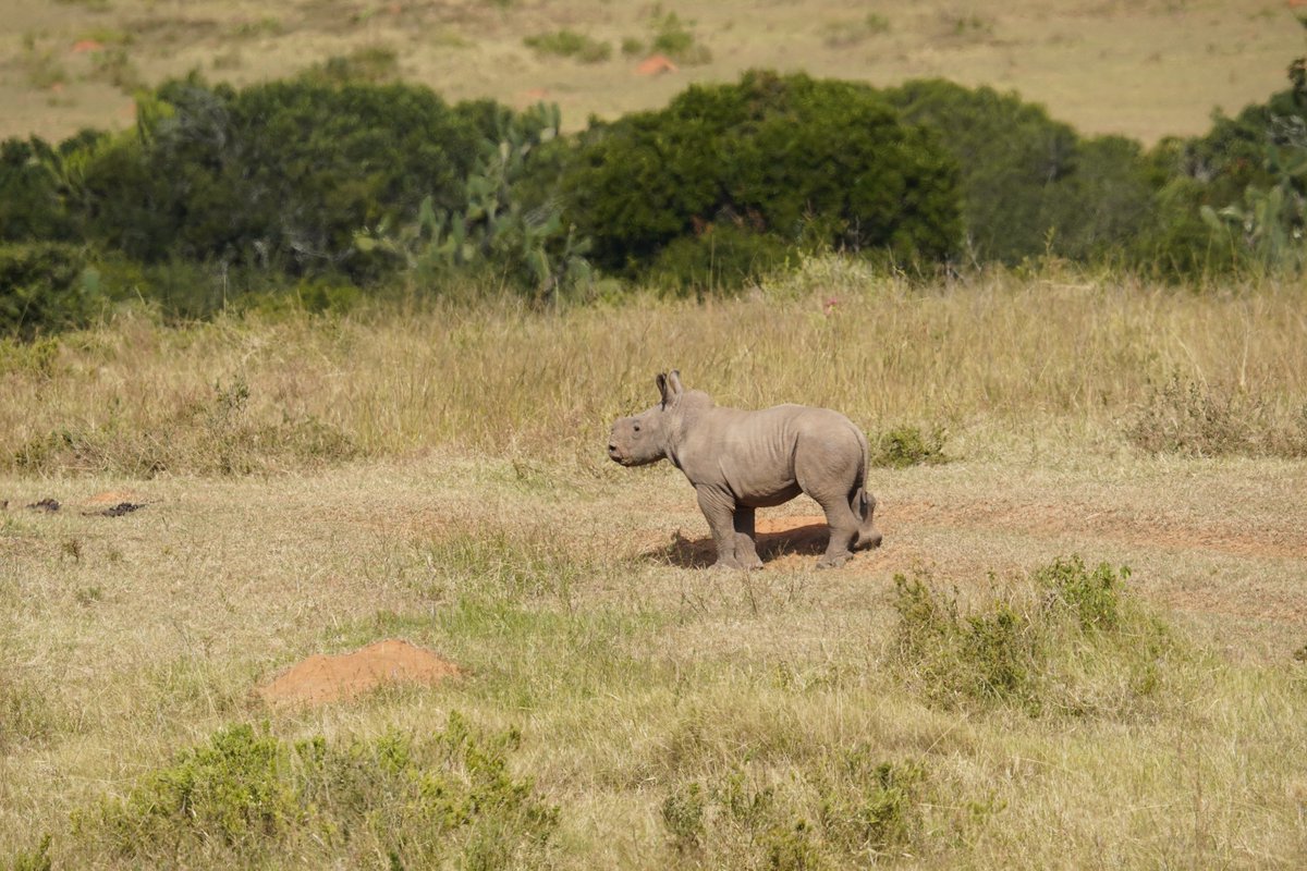 Some beautiful images of #RhinoPoaching survivor Thandi, with her newest calf Zolani to brighten up your timeline 🙌 @KariegaGameRes 
📷 Jaco Mitchell