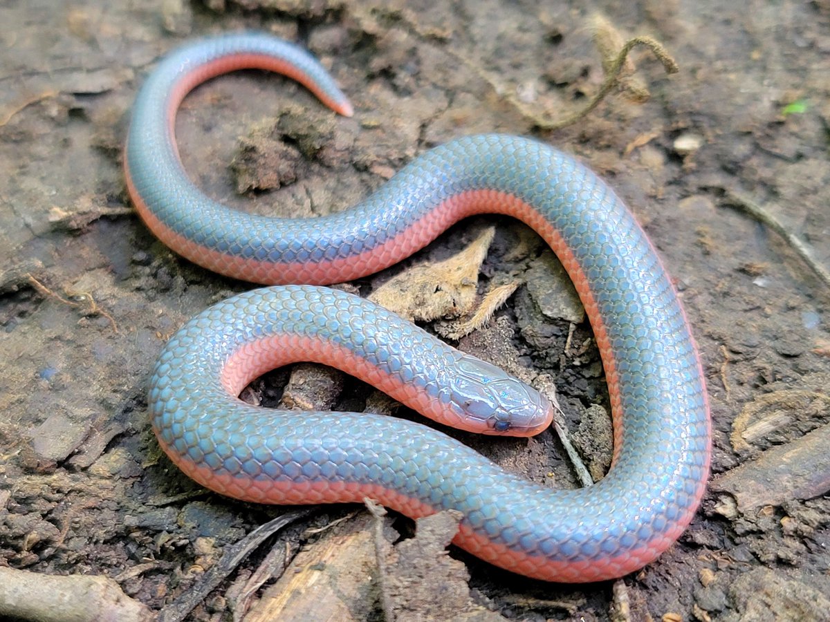 Justin Bernstein tweet media