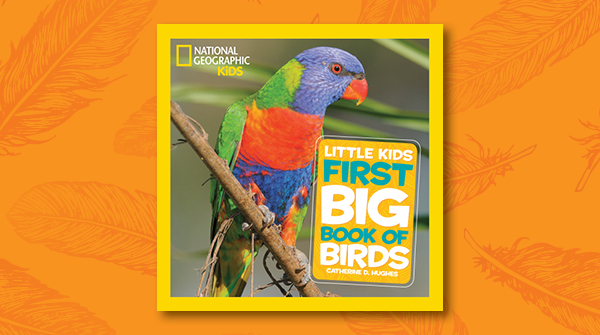 NGKidsBks's tweet photo. Did you know? There are more than 350 species of parrots.
#WorldParrotDay #parrot #parrots #mccaw #lorikeet #birds #rainforest #rainforestanimals #rainforestbirds #bird #tropical #tropicalbirds #animals #funfacts https://t.co/apYq2GMQ1v