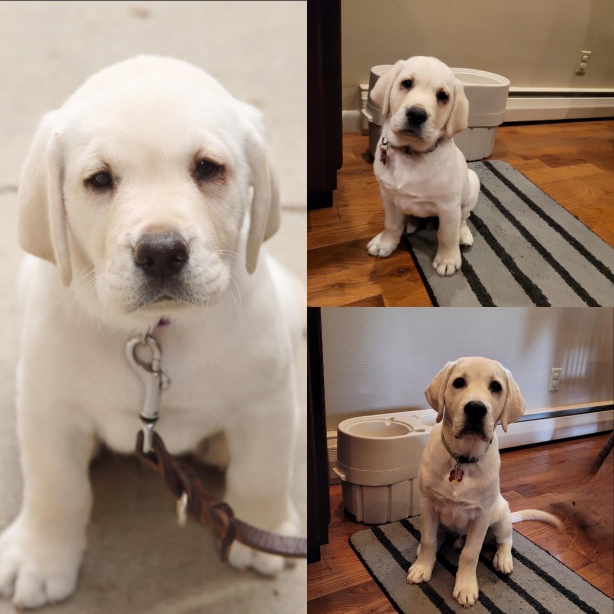 PGIdogs's tweet photo. Transformation Tuesday! Mojo has been busy growing into a service dog in training. We love seeing our pups develop in the program ❤️
#servicesdogsintraining #pgidogs #dogs #servicedogs #servicedogsofinstagram #dogsofpeoria #pgi https://t.co/2fJsyh8p8b