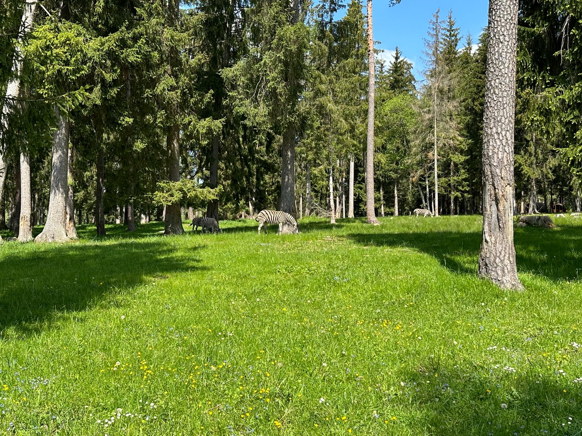 Simon_Azzam's tweet photo. Short Trip in the Black Forest. This time including Tree House Lodging, Coaster Action and High Ropes Course. #blackforest #schwarzwald https://t.co/HczZQXdN7B https://t.co/dl17E394dJ