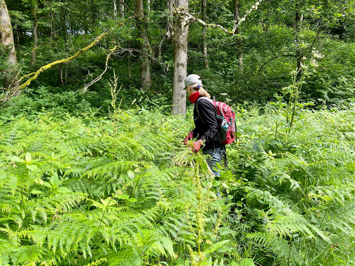 A gentle reminder that our first Balsam Bashing session of the season will be running this Sunday, 4th June.
We park at the National Trust car park, 2-1 Midgehole Rd, Hebden Bridge HX7 7AL, from 09:30.
Training, advice, guidance and support will be given to those joining.