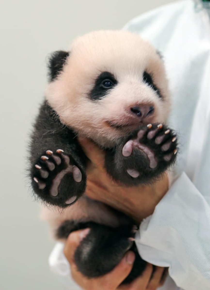 내 남자친구가 아기푸바오라니 🐼..