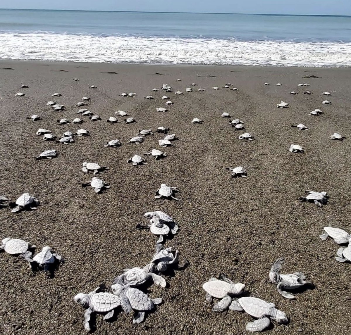 JDVasquezGut's tweet image. ¡Basta de hostigar a los defensores de tortugas en Playa Morrillo, Veraguas!
Exigimos acción contundente de @MiAmbientePma para que el Acuerdo de Escazú sea una realidad en nuestro país y se protejan los derechos de quienes cuidan la naturaleza.
¡Respetemos la ley de tortugas!