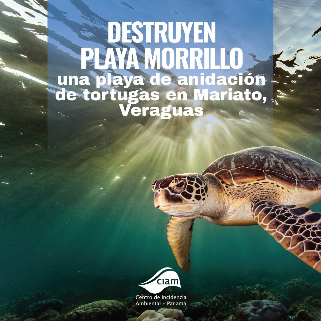 JDVasquezGut's tweet image. ¡Basta de hostigar a los defensores de tortugas en Playa Morrillo, Veraguas!
Exigimos acción contundente de @MiAmbientePma para que el Acuerdo de Escazú sea una realidad en nuestro país y se protejan los derechos de quienes cuidan la naturaleza.
¡Respetemos la ley de tortugas!