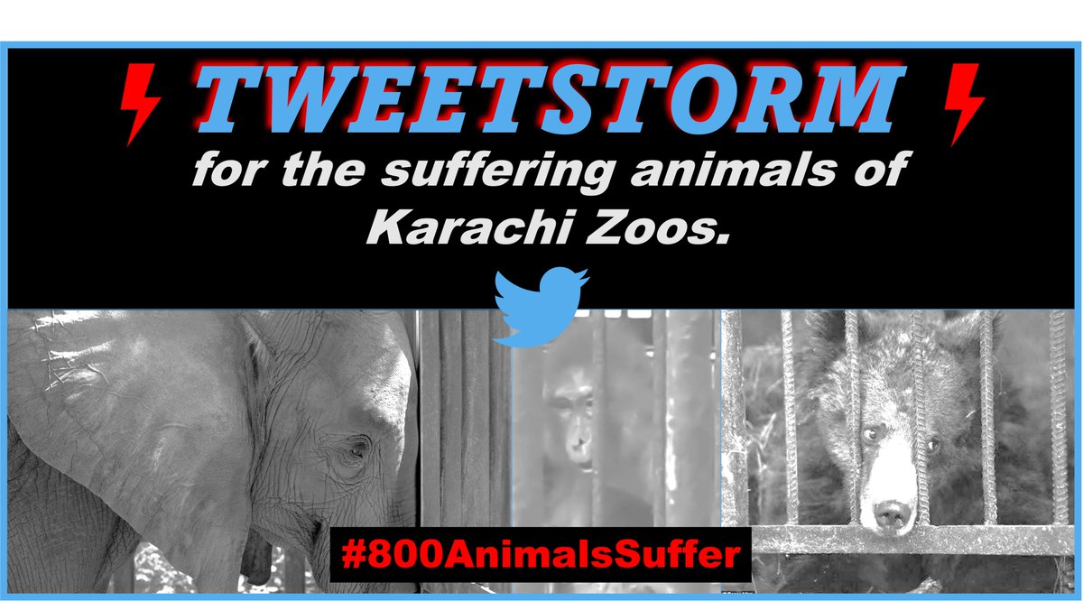 Join the Twitter storm⚡️ for #Karachi3 & Karachi zoo animals.  Easy automated one click to tweet sheet 👉 sites.google.com/view/sanctuary…  #Sanctuary4Karachi3 #800AnimalsSuffer #CloseKarachiZoo