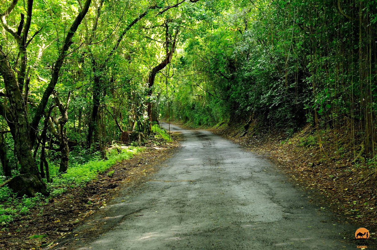 TheTravelCamel's tweet photo. 30 minutes till #TRLT 501 on 'Forests &amp; Jungles' Please join your hosts @RTWBarefoot @LindaPeters64 @t_jh2009 and be inspired by this travel Twitter chat! Qs: https://t.co/XTUtmsd76Q #TravelTuesday https://t.co/5ixAfSPAU9