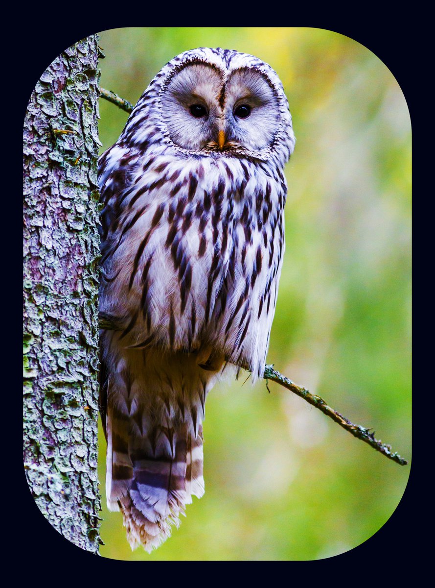 avionne-she-her-on-twitter-good-morning-writingcommunity-let