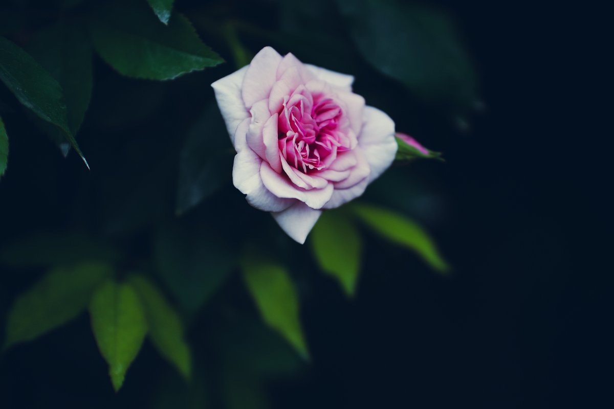 marigoldeffect's tweet image. Celebrating one year of The Marigold Effect! Here are some reflections on the highs, lows, and new ideas that come with starting something new. marigoldeffect.substack.com/p/roses-thorns… 
#Business #EconomicJustice #RacialWealthGaps #Entrepreneurship #Reflection #RoseThornBud