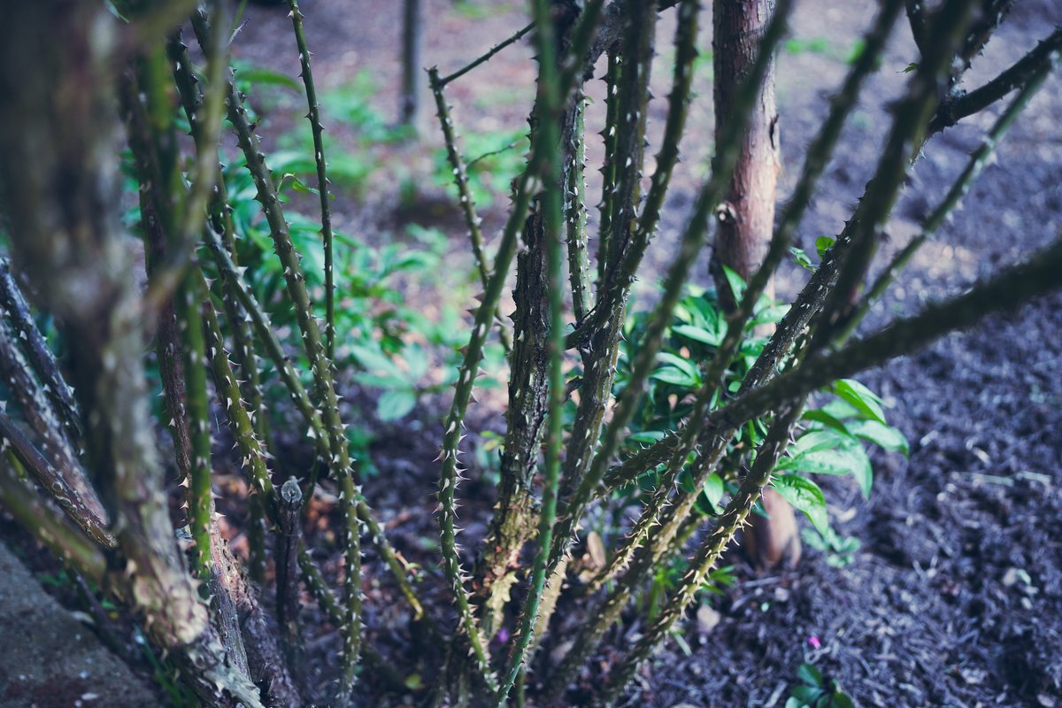 marigoldeffect's tweet image. Celebrating one year of The Marigold Effect! Here are some reflections on the highs, lows, and new ideas that come with starting something new. marigoldeffect.substack.com/p/roses-thorns… 
#Business #EconomicJustice #RacialWealthGaps #Entrepreneurship #Reflection #RoseThornBud