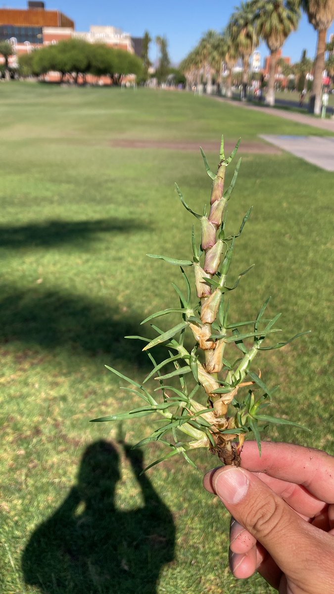 ZonaGrassGuy's tweet image. Just looking at the anatomy of this plant. How does one even try to control this. #KikuyuGrass #TurfNerd