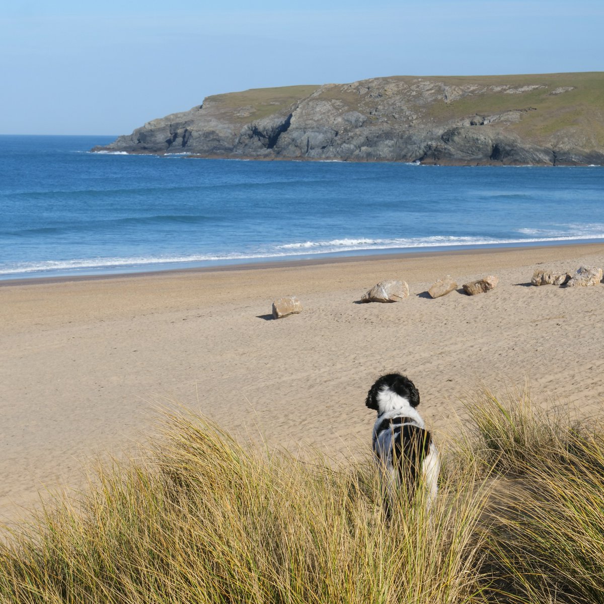 Who else is jealous of our furry friend here taking in the view on sunny Holywell Beach? 😎

#NationalTrustSouthWest #WhatAView #BeachWalks #BeachDogs #BeachDogsSunday
