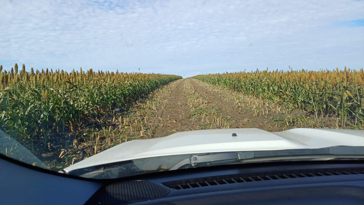 YalfinSA's tweet photo. Cosecha de Sorgo TOB72 de @TobinSemillas  con tecnología 𝗦𝗣𝗿𝗼𝘁𝗲𝗰𝘁, tolerante al pulgón amarillo. A pesar de la seca se obtuvieron buenos resultados.
📍Sarandí Grande.

#sorgo #sprotect #tobin #yalfin40años #recorridayalfin https://t.co/VQTw4LnVzj