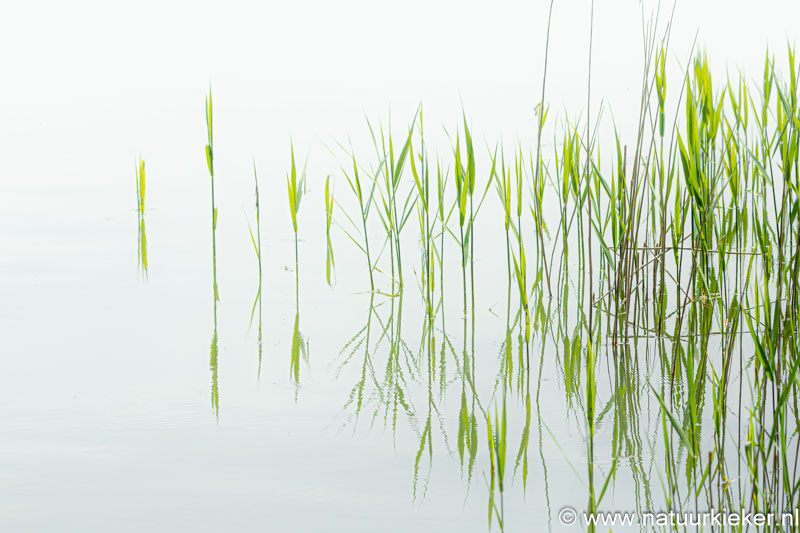 natuurkieker Coby tweet media