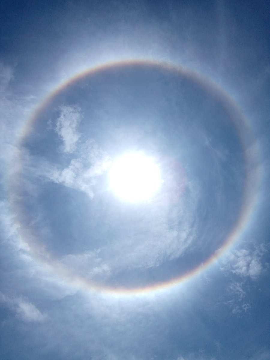 Jamaica Hummingbirds (@hummingbirdswfa) on Twitter photo 