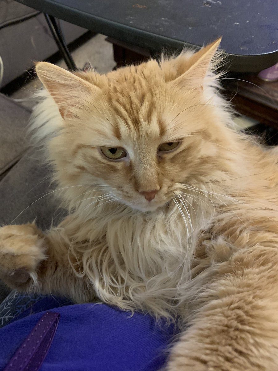 beverly anne michel (author) tweet media