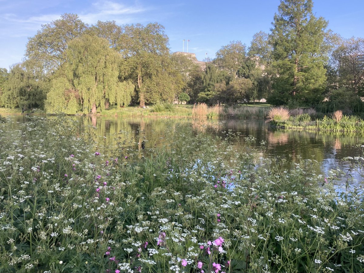 Looking across #StJames’sPark lake towards the MinistryofJustice, Petty France ⁦@theroyalparks⁩ ⁦@ThorneyIslandSo⁩ ⁦@TRPGuild7⁩