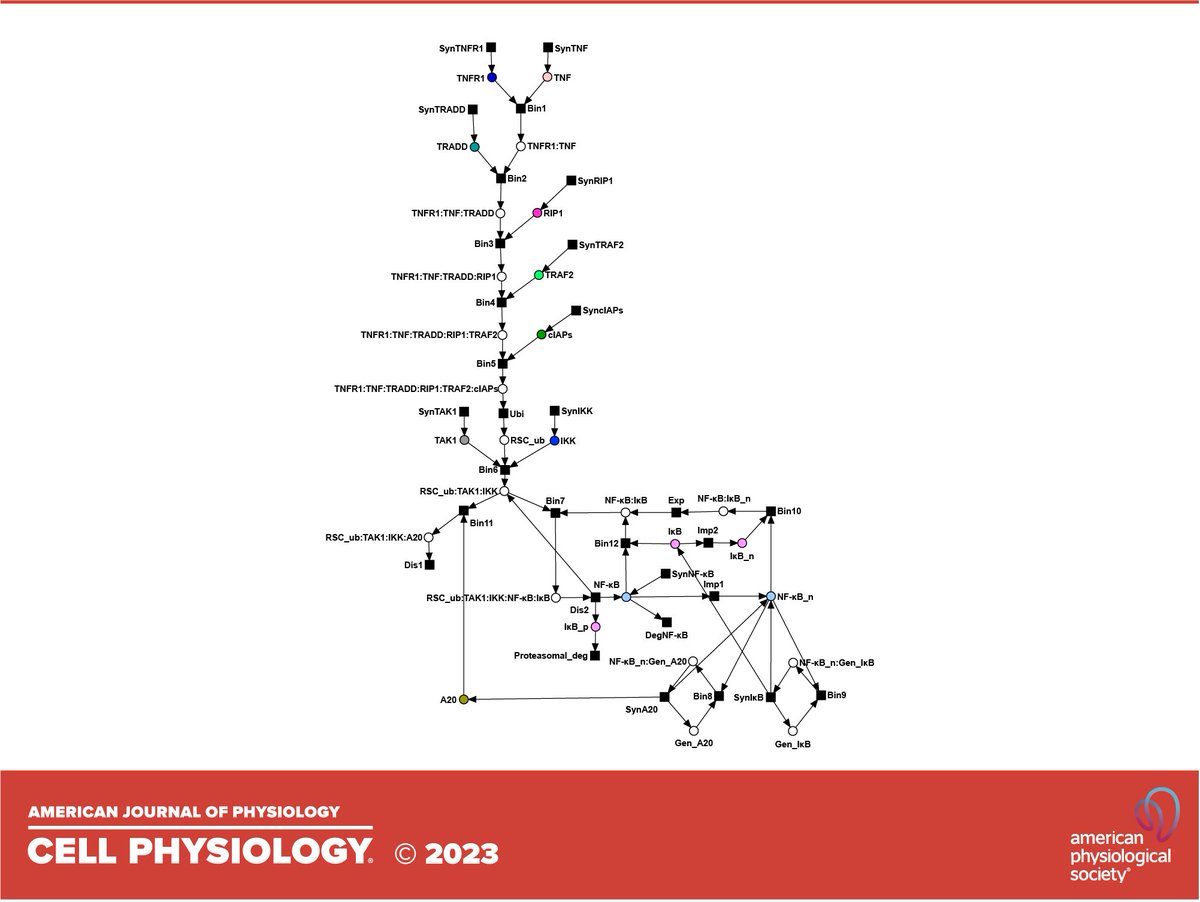 AJPCellPhys's tweet image. Our final APS new issue spotlight for May is, Computational modeling of signal transduction networks without kinetic parameters: Petri net approaches by Ina Koch and Bianca Büttner:
ow.ly/b8HP50OxZ4E
@goetheuni #PetriNets #ComputationalModeling
