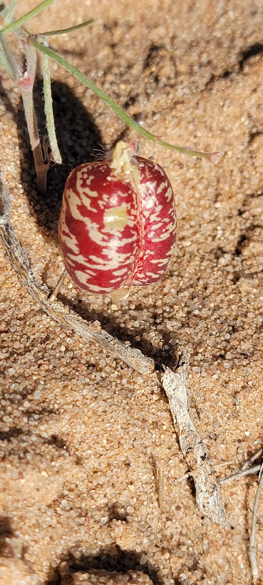 Emerson Leonard (enerleo212) / Twitter