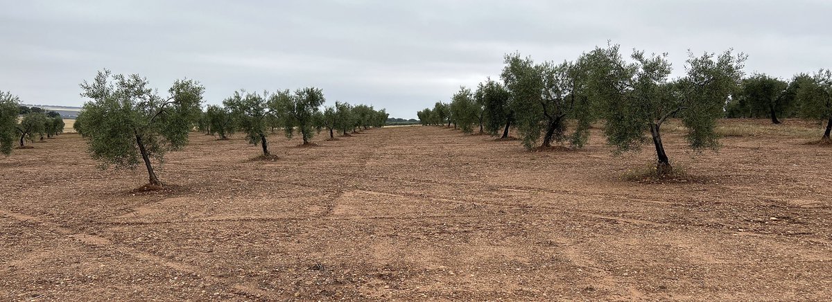 Hoy ha tocado inspeccion de campo de #ProduccionEcologica y posterior certificacion. Los agricultores diversificando en cultivos como el #Pistacho e #Higuera además del #Olivar en #Extremadura