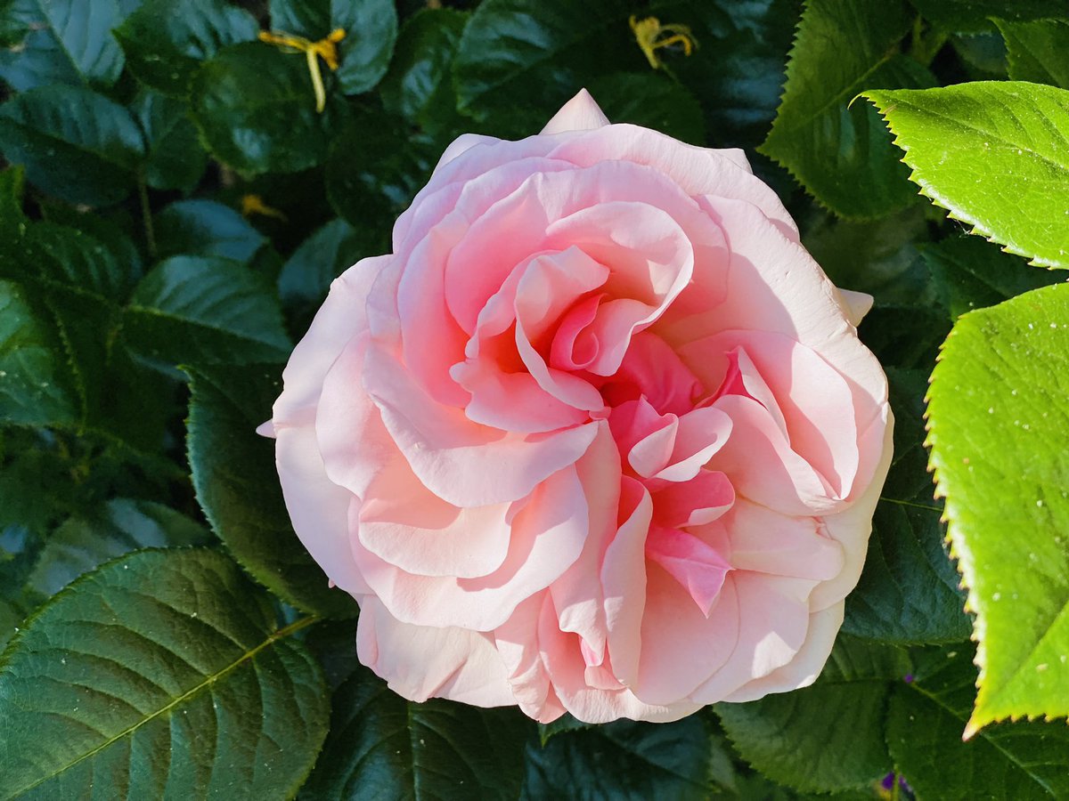 TeresaDriscoll's tweet image. Our newest #rose 😍
#swoon #gorgeous #devon #walledgarden #cottagegarden