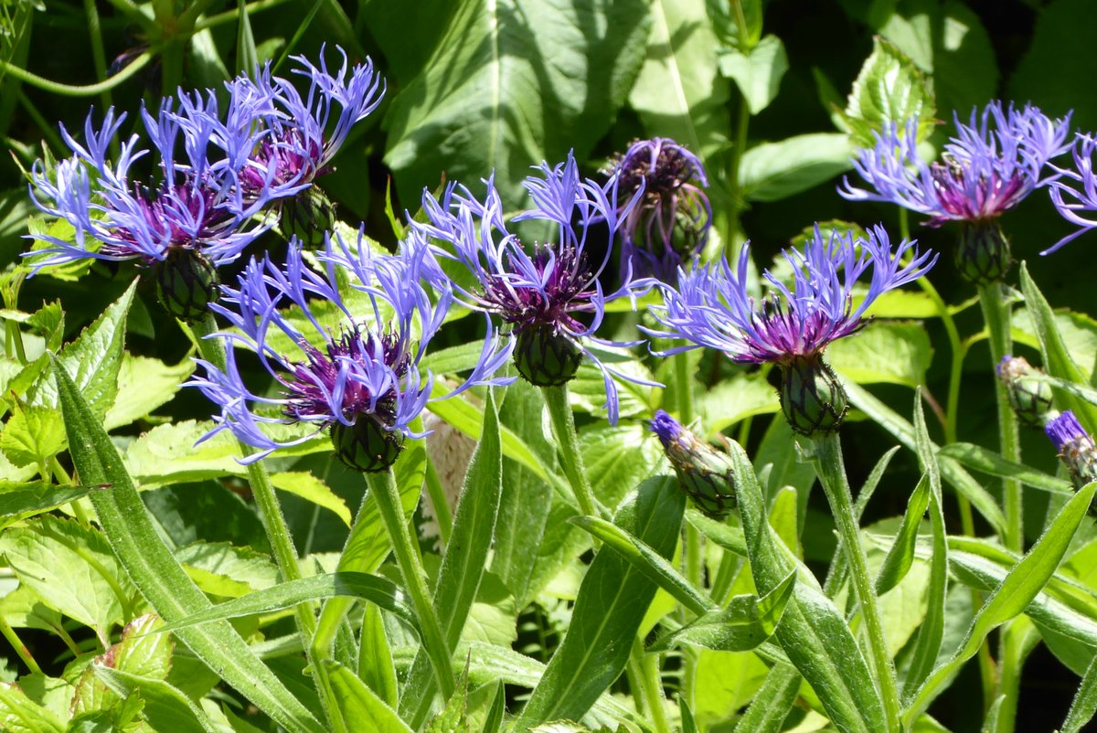 CardiacRehab12's tweet photo. Glorious weather over this bank holiday weekend brought forth the full beauty of early summer, in the open garden event at the Thatched Cottage in Farringdon. For future open garden dates and details:
https://t.co/Qg3CZPtrkh https://t.co/zy9T2W4iRb