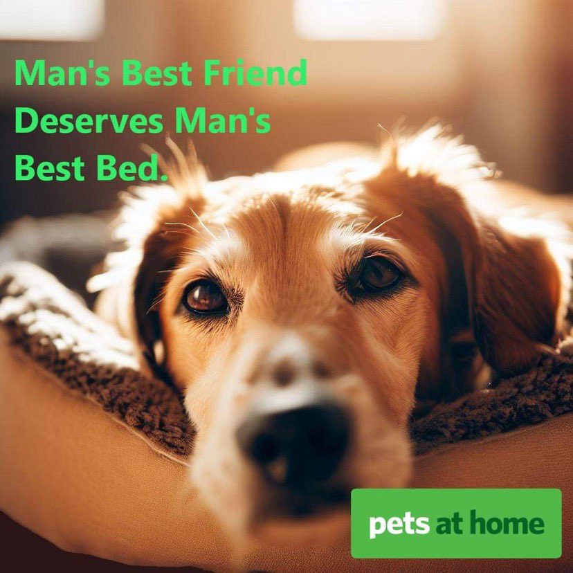 Man’s Best Friend Deserves Man’s best Bed. #DogBeds @OneMinuteBriefs