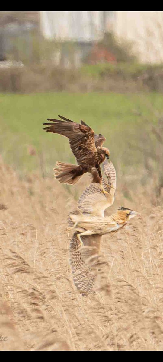 #springwatch
Bittern and female marsh harrier altercation at Ham Wall