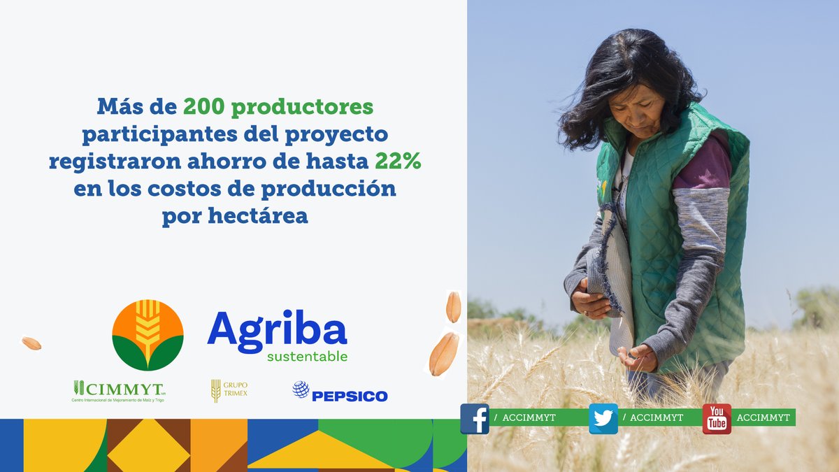 #AgribaSustentable, de <a href="/PepsiCoMex/">PepsiCo México</a> , #GrupoTrimex y el #CIMMYT, trabaja para generar un impacto positivo en productores de trigo del Bajío mexicano.🌾

<a href="/AmadorAguillon/">Amador Aguillón</a> <a href="/CIMMYTesp/">CIMMYT en español</a>