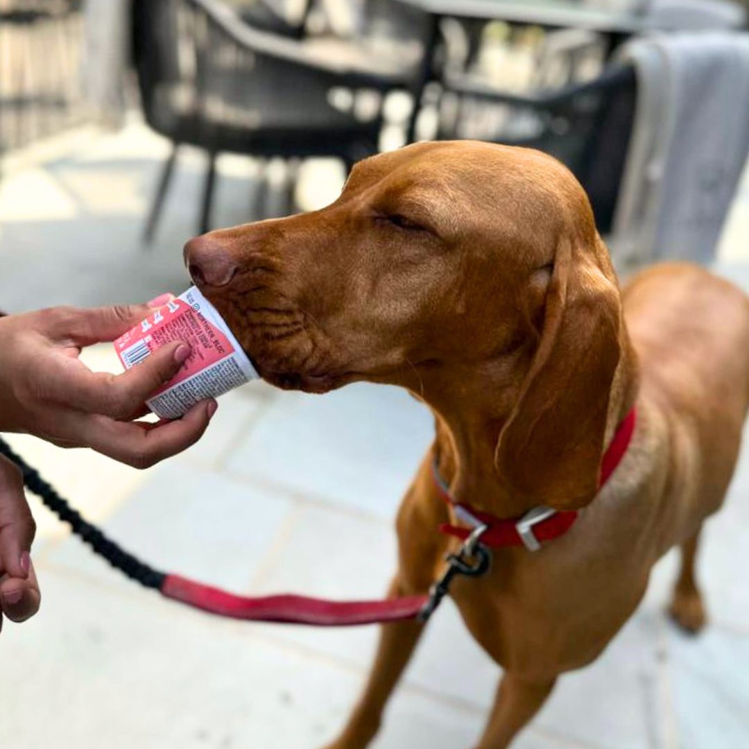 Lu's Place (@lusplacecafe) on Twitter photo Last week, we welcomed a number of special four-legged customers to soak up the sun and enjoy some tasty treats!
They especially enjoyed our new #DogMenu addition, <a href="/Northern_Bloc/">NORTHERN BL°C</a> ‘Woof! There it is!’ ice cream! 🍦 🐾
Book now: lusplace.co.uk/bookings/
Walk-ins also welcome! Last week, we welcomed a number of special four-legged customers to soak up the sun and enjoy some tasty treats!
They especially enjoyed our new #DogMenu addition, <a href="/Northern_Bloc/">NORTHERN BL°C</a> ‘Woof! There it is!’ ice cream! 🍦 🐾
Book now: lusplace.co.uk/bookings/
Walk-ins also welcome!
