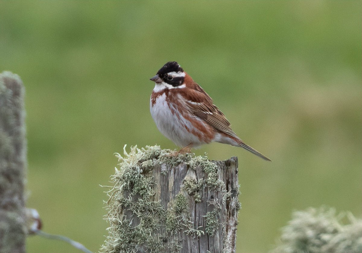 Really smart male Rustic Bunting <a href="/FI_Obs/">Fair Isle Bird Observatory</a> this morning - what a beauty!