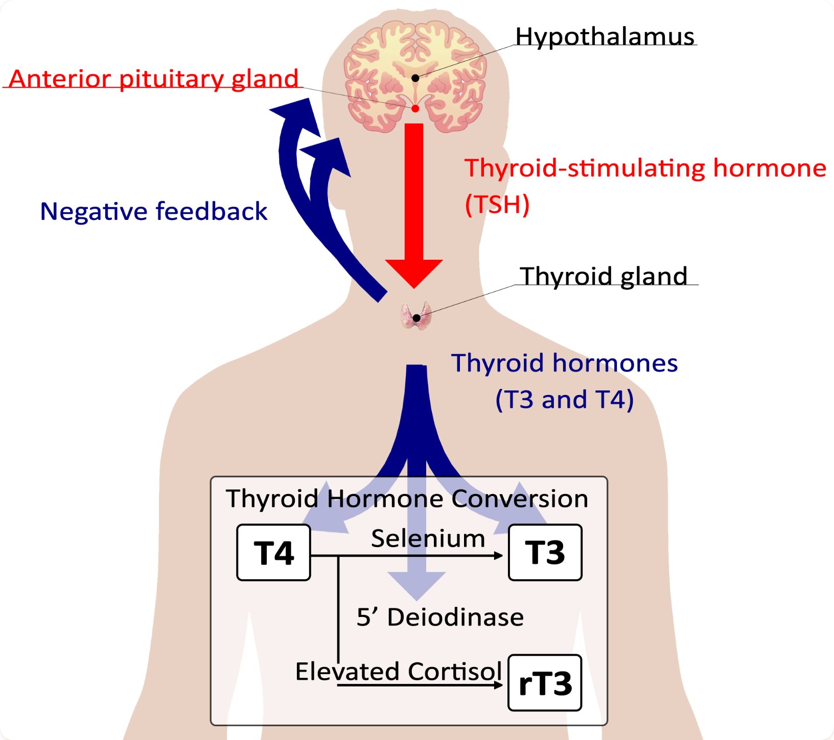 Dr Kpakpo on Twitter "Thyroid Antibodies Thyroid Peroxidase (TPO) Ab