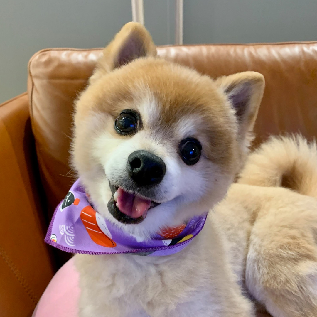 dogpad_jp's tweet photo. トリミングサロンに行ってきたよ〜 https://t.co/naNUbb7gWs