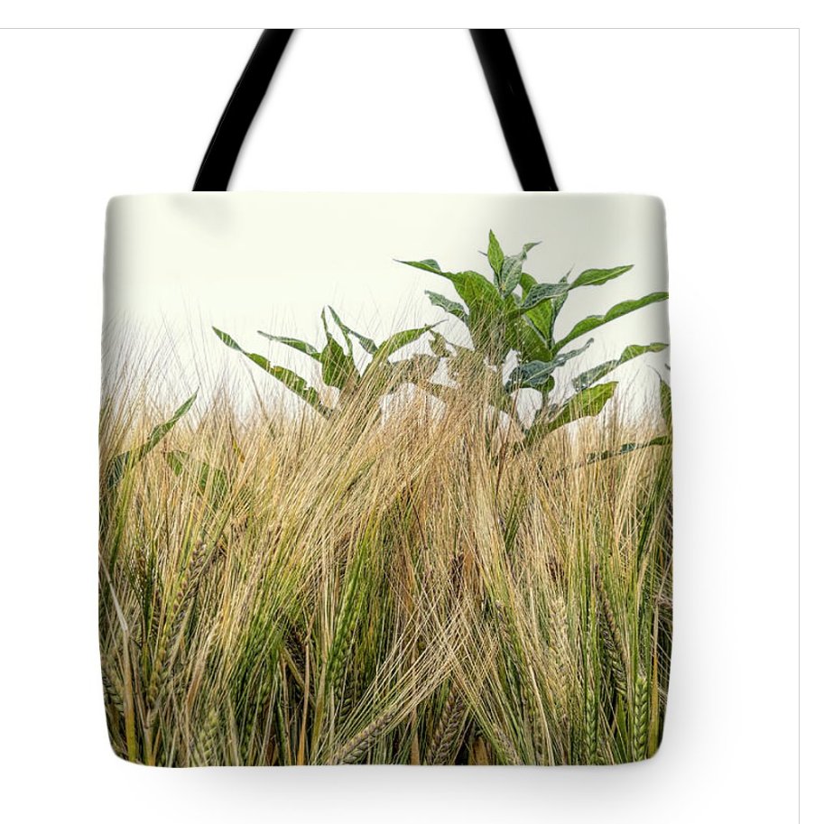 French farm field filled with wheat found is on this stunning tote, a perfect gift here:

fineartamerica.com/featured/wheat…

#france #wheat #wheattote #nature #normabrandsberg #elegantfinephotography #BuyIntoArt #springforart #art #AYearForArt #art4mom #travelphotography