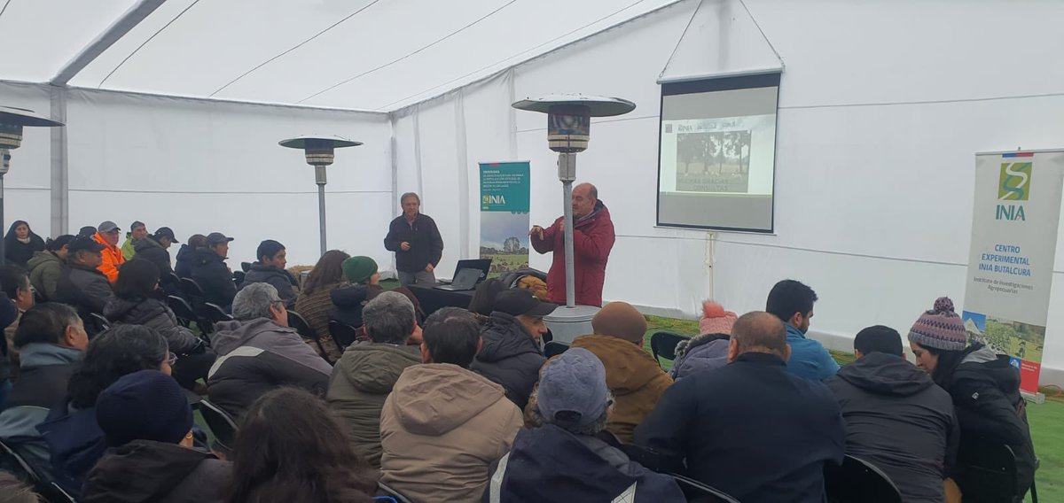 A esta hora, se ejecuta taller y día de campo en “Ganancias de peso de ovinos en verano, al consumir especies forrajeras tolerantes a la sequía” en #IniaButalcura - Chiloé, con la exposición del investigador de <a href="/inia_remehue/">INIA Remehue</a>, Alfredo Torres y la participación de <a href="/MinagriLosLagos/">Minagri Los Lagos</a>.