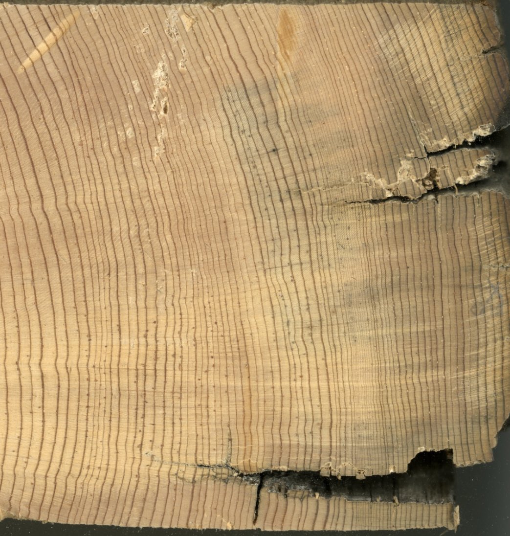 Kerrsky's tweet photo. Sharing some of my Pinus contorta images from the Cypress Hills for #treeringtuesday 🌲💍 https://t.co/cbyYL0Oy8y