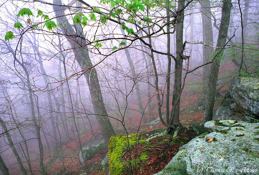 'Foggy Spring Woodland'
#AlmostHeaven #WestVirginia #mist #fog #weather #SpringGreen #ThePhotoHour #Stormhour