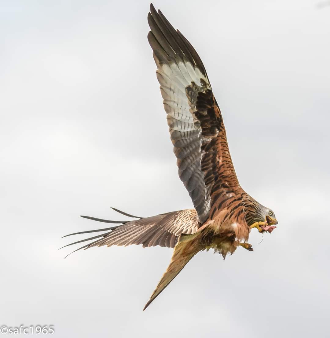 KRumfitt's tweet photo. Red Kite feeding in flight taken in Scotland @BBCSpringwatch https://t.co/wcpYhSz7D1